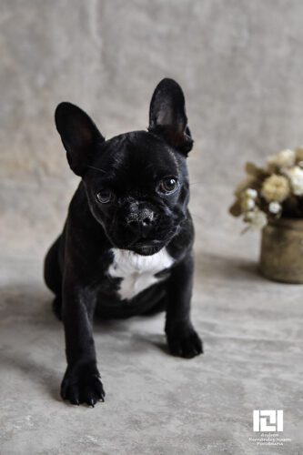 10° lugar | Concurso: Mascotas NIKON D7200 · 50mm · f/2.8 · 1/100s · ISO 1250