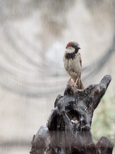 7° lugar | Concurso: Lluvia NIKON D5100 · 120mm · f/5.6 · 1/400s · ISO 800