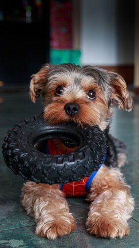 1° lugar | Concurso: Mascotas Canon EOS 70D · 40mm · f/3.5 · 1/15s · ISO 500