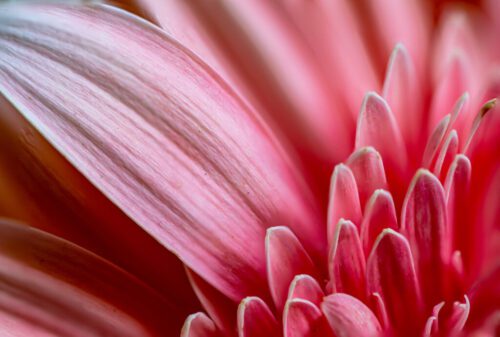 2° lugar | Concurso: Rosa -- · 1s