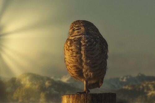 6° lugar | Concurso: Ave NIKON D7200 · 140mm · f/7.1 · 1/640s · ISO 160