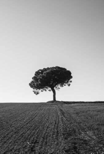 1° lugar | Concurso: Arbol NIKON D5200 · 35mm · f/8 · 1/400s · ISO 100
