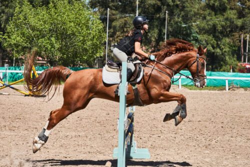5° lugar | Concurso: Caballo