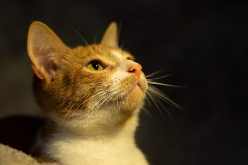 3° lugar | Concurso: Mascotas