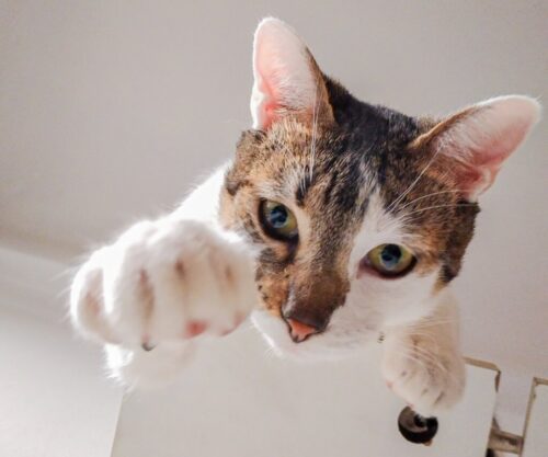 4° lugar | Concurso: Gatos SM-A207M · 3mm · f/1.9 · 1/20s · ISO 638
