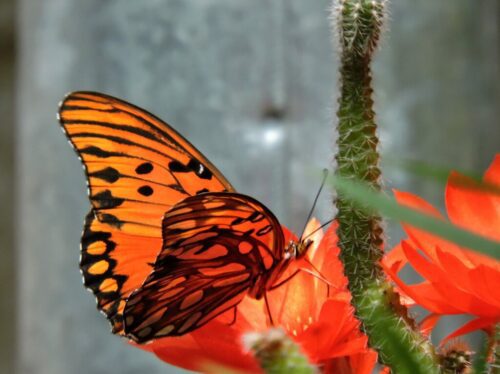 10° lugar | Concurso: Color Naranja COOLPIX P600 · 258mm · f/7.3 · 1/1250s · ISO 800