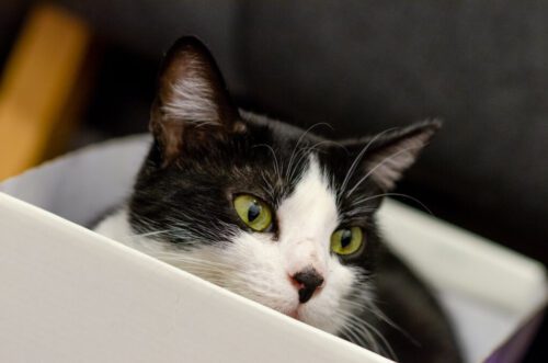 8° lugar | Concurso: Gatos NIKON D7000 · 85mm · f/3.2 · 1/50s · ISO 800