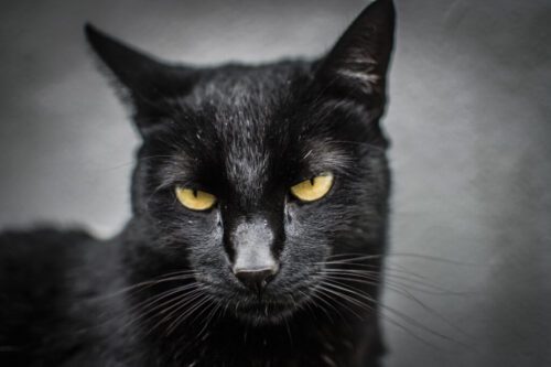 2° lugar | Concurso: Gatos NIKON D7200 · 35mm · f/2.2 · 1/125s · ISO 720
