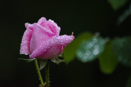 3° lugar | Concurso: Color Rosa NIKON D5100 · 220mm · f/5.3 · 1/320s · ISO 2500