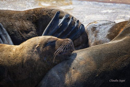 9° lugar | Concurso: Tomando sol NIKON D7500 · 210mm · f/7.1 · 1/100s · ISO 100