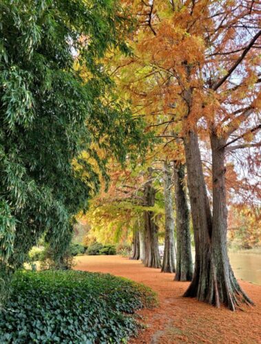10° lugar | Concurso: Otoño