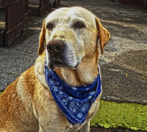 10° lugar | Concurso: Perro DSC-HX60V · 7mm · f/4.5 · 1/160s · ISO 80