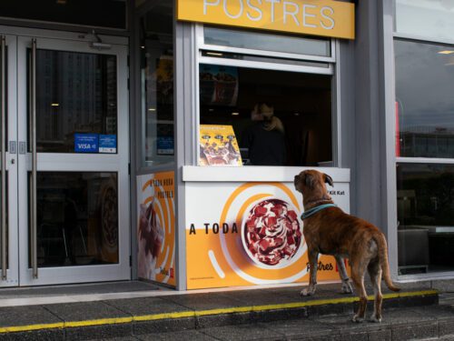 6° lugar | Concurso: Perro