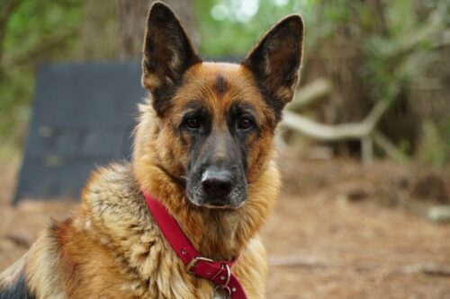 2° lugar | Concurso: Perro ILCE-6300 · 105mm · f/4 · 1/100s · ISO 800