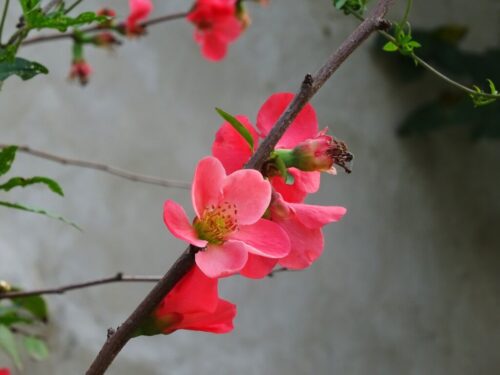 10° lugar | Concurso: Flor DSC-HX60V · 30mm · f/6.3 · 1/200s · ISO 400