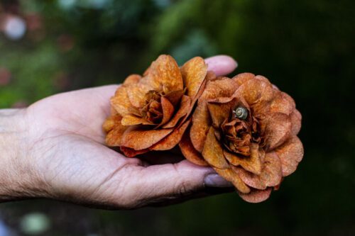 6° lugar | Concurso: Flor NIKON D7100 · 35mm · f/2.8 · 1/250s · ISO 1250