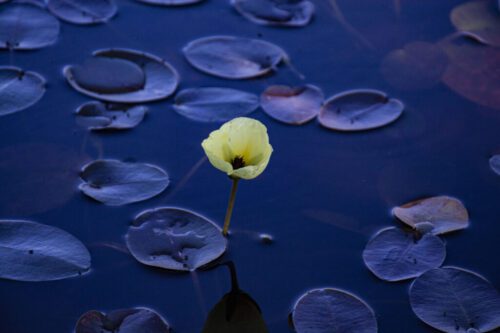 7° lugar | Concurso: Flor NIKON D7100 · 112mm · f/8 · 1/250s · ISO 400