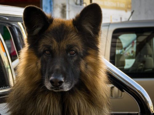 7° lugar | Concurso: Perro