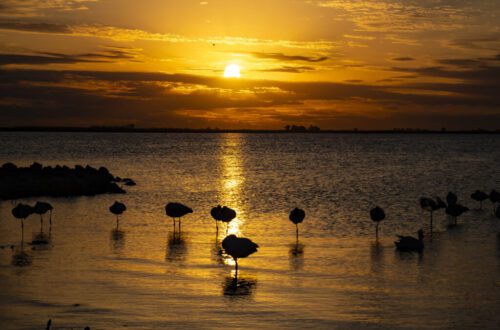 1° lugar | Concurso: Sin Cabeza Canon EOS RP · 105mm · f/13 · 1/640s · ISO 160