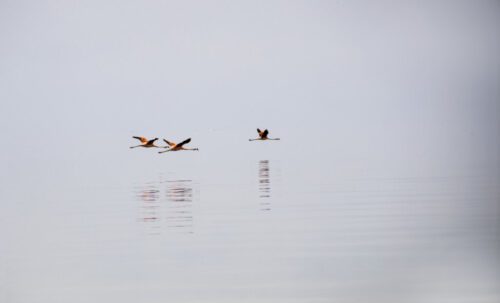 1° lugar | Concurso: Al ras Canon EOS RP · 300mm · f/9 · 1/2500s · ISO 800