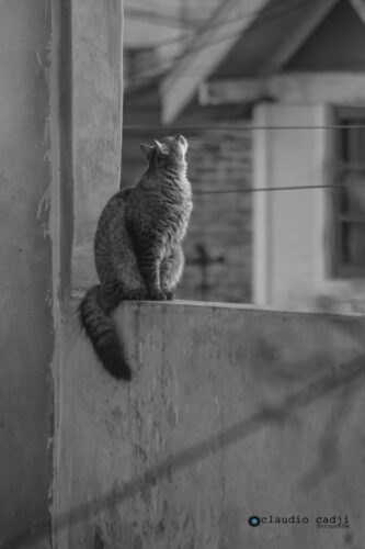 9° lugar | Concurso: Mascotas NIKON D7200 · 220mm · f/5 · 1/80s · ISO 125