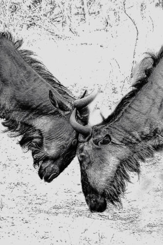 9° lugar | Concurso: Animales Salvajes