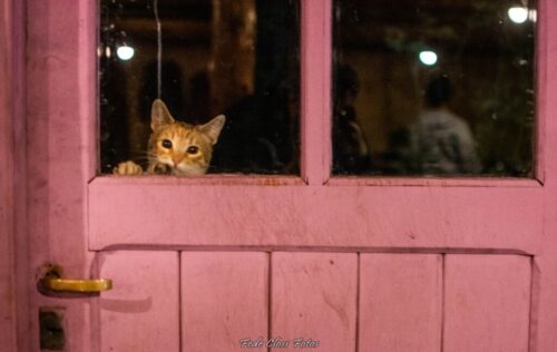 7° lugar | Concurso: Gato