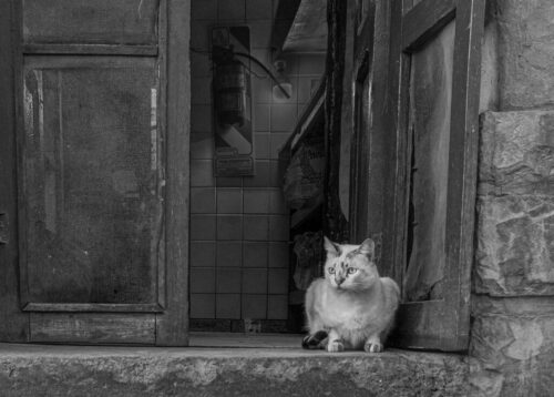 3° lugar | Concurso: Gato