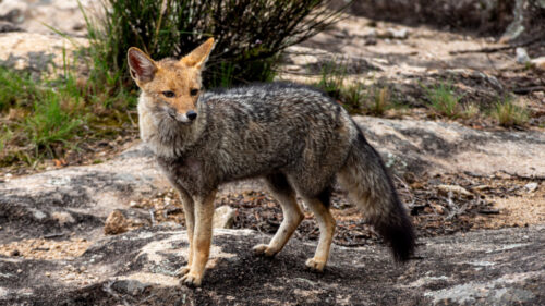 6° lugar | Concurso: Animales PENTAX K-70 · 135mm · f/5.6 · 1/80s · ISO 100