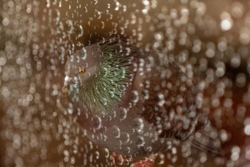 10° lugar | Concurso: Transparencia ILCE-6600 · 50mm · f/2.8 · 1/50s · ISO 4000