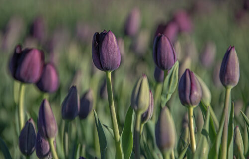 10° lugar | Concurso: Color Violeta Canon EOS 5D Mark IV · 300mm · f/7.1 · 1/1600s · ISO 800