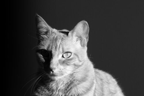 6° lugar | Concurso: Luz Lateral COOLPIX P900 · 46mm · f/4.5 · 1/400s · ISO 100