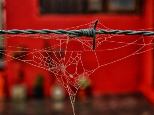 1° lugar | Concurso: Color Rojo Canon PowerShot G15 · 15mm · f/2.5 · 1/100s · ISO 200