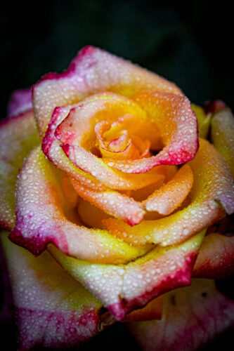 2° lugar | Concurso: Flores Canon EOS Rebel T6 · 55mm · f/5.6 · 1/100s · ISO 2000
