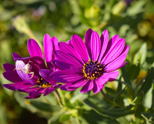 7° lugar | Concurso: Flores
