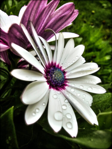 1° lugar | Concurso: Flores Galaxy S23 Ultra · 2mm · f/2.2 · 1/620s · ISO 50