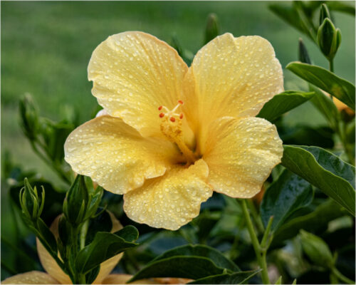 9° lugar | Concurso: Flores DSC-RX100M7 · 47mm · f/4.5 · 1/200s · ISO 160