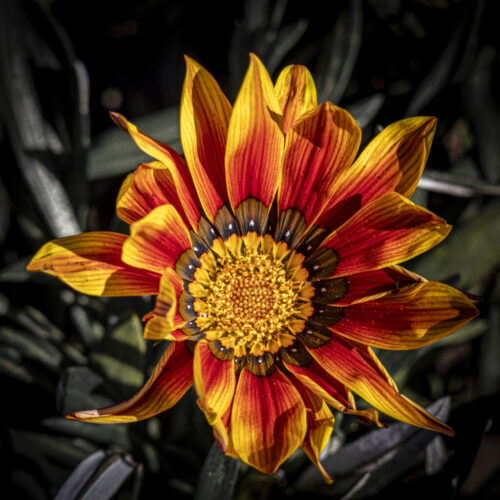 3° lugar | Concurso: Flores Canon EOS M50 · 151mm · f/8 · 1/200s · ISO 100