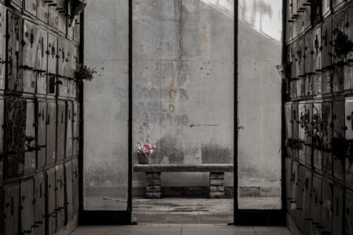 5° lugar | Concurso: Flores Canon EOS M50 · 50mm · f/8 · 1/100s · ISO 400