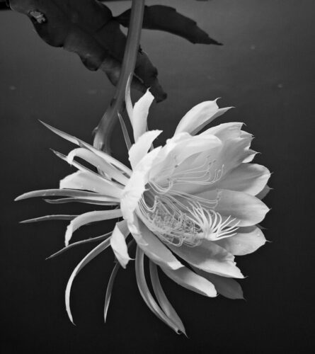 10° lugar | Concurso: Flores Galaxy A54 5G · ISO 250
