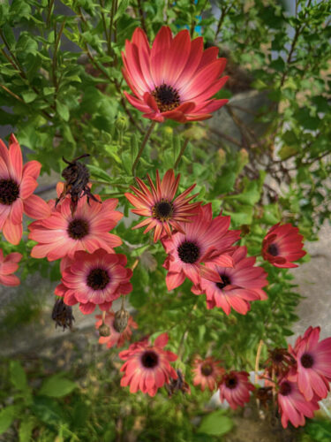 8° lugar | Concurso: Flores