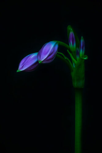 4° lugar | Concurso: Flores NIKON D3300 · 125mm · f/8 · 1/60s · ISO 100