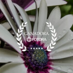 Concurso: Flores