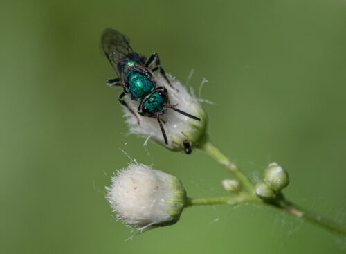 1° lugar | Concurso: Color verde Canon EOS 5D Mark IV · 100mm · f/7.1 · 1/640s · ISO 800