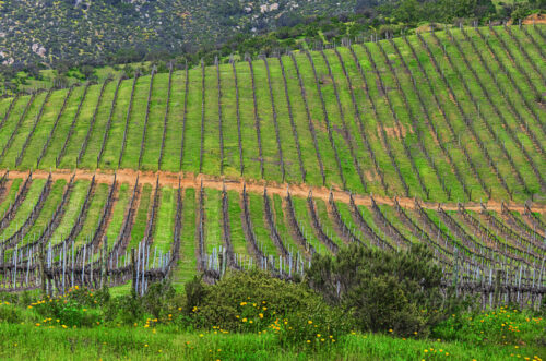 5° lugar | Concurso: Color verde Canon EOS 60D · 80mm · f/10 · 1/1600s · ISO 800