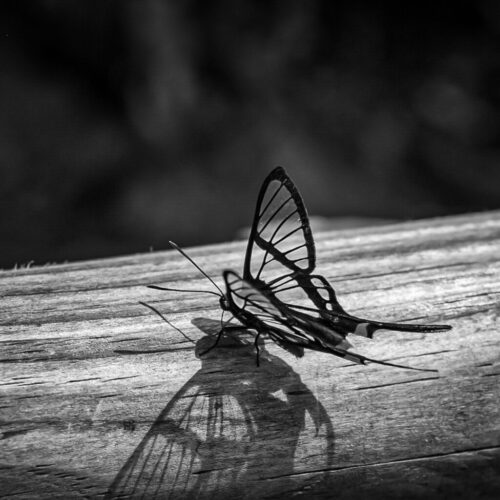 5° lugar | Concurso: Sombras en blanco y negro NIKON D5300 · 55mm · f/8 · 1/250s · ISO 200