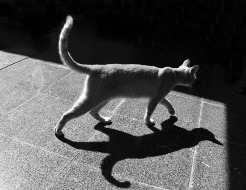 1° lugar | Concurso: Sombras en blanco y negro NIKON D5600 · 17mm · f/4 · 1/2000s · ISO 320