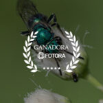 Concurso: Color Verde
