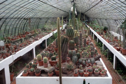 7° lugar | Concurso: Jardín Botánico Canon PowerShot G7 X Mark II · 12mm · f/3.5 · 1/40s · ISO 125