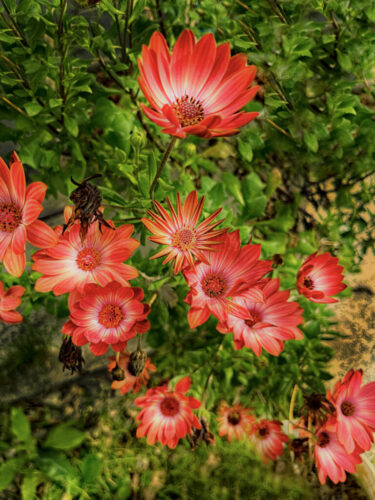 6° lugar | Concurso: Jardín Botánico